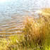 Grass by Rathbeggan lake, May 2008