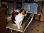 © Lucy sur sa chaise préférée...miaou: